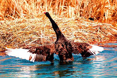 许多《植物大战僵尸》改版停更！具体原因未知